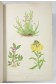 VERLOT. Les PLANTES ALPINES - 50 PLANCHES, chromolithographies. Rothschild, 1873, RARE