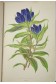 VERLOT. Les PLANTES ALPINES - 50 PLANCHES, chromolithographies. Rothschild, 1873, RARE