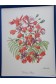 Fleurs du ZAIRE. 40 Grandes AQUARELLES de SALINELLES - 38x29 cm - Pehel, 1987