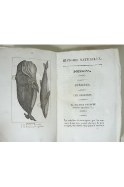 Histoire naturelle des poissons et cétacés. Lot de 6 tomes avec planches